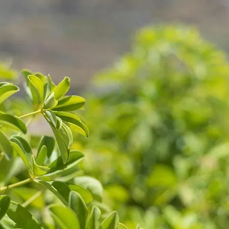 Апартаменты The Terraces Luxury Penthouses, 3d Санта-Крус-де-Тенерифе