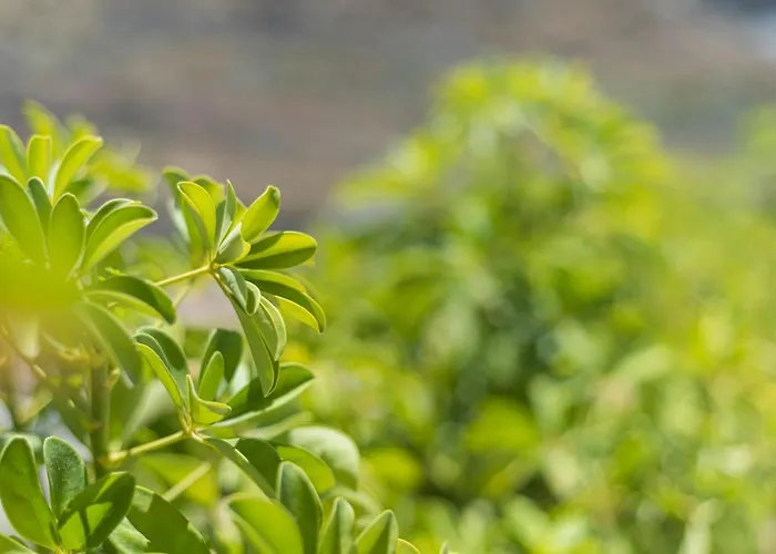 شقة The Terraces Luxury Penthouses, 3d سانتا كروز دي تينيريف